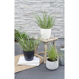 ACORUS GRAMINUS 'Argenteostriatus' - Ø14cm - ↕30cm