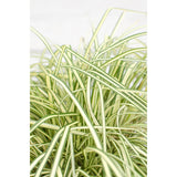 Carex Hachijoensis Evergold - Ø19cm - ↕40cm - Ø19 - ↨40cm