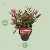 Photinia Fras. 'Chico'® - Ø13cm - ↕20cm