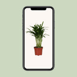 Areca catechu - Ø12cm - ↕35cm