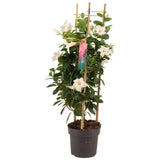 Dipladenia Sundaville blanche Ø17 cm H70 cm
