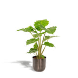 ALOCASIA Portodora - ↨80cm - Ø21cm + Pot May