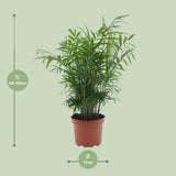 Chamaedorea elegans - Ø17cm - ↕50cm