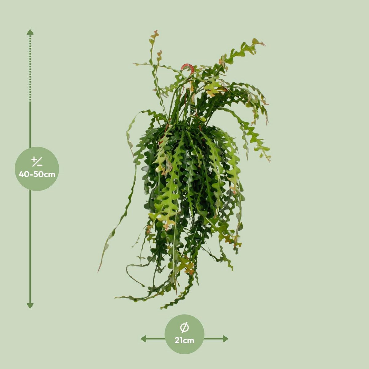 Ephiphyllum anguliger Ø21 cm