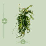 Ephiphyllum anguliger Ø21 cm