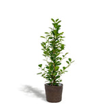 Ficus microcarpa moclame avec pot Igmar