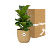 Ficus lyrata Bambino en pot décoratif jaune