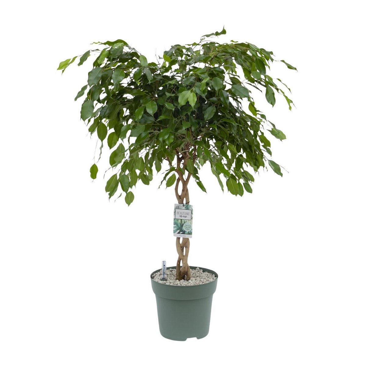 Ficus Adora - Vue latérale de la plante de 120 cm