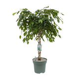 Ficus Adora - Vue latérale de la plante de 120 cm