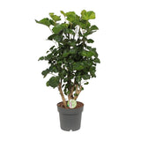 Polyscias citron - Ø19cm - ↕65cm