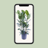 Ficus Audrey Tuft 3 Supports - Ø27cm - ↕105cm