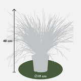 Plante Lomandra longifolia 'White Sands' vert gris
