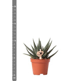 Plante artificielle Haworthia Royal Highness 11 cm