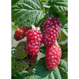 Plante artificielle Rubus Mix résine 45 cm Ø13 cm