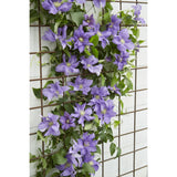 Plante grimpante Clematis Olympia violette