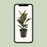Ficus Elastic robuste - Ø17cm - ↕55cm