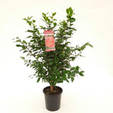 Camellia jap. 'Marie Bracey' - Ø24cm - ↕70cm