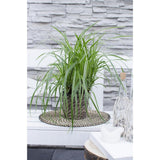 3x - Carex Morrowii 'Ice Dance' - ↨30cm - Ø14