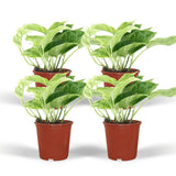 Epipremnum Marble Queen - 4 pièces - ø12cm - ↕15cm