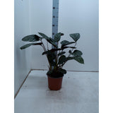 Ctenanthe setosa compactstar - Ø17cm - ↕55cm