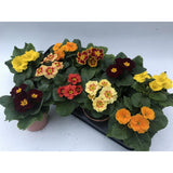 Primula acaulis rétro Lookandtaste - Ø11cm - ↕15cm