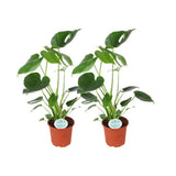 Monstera Deliciosa - 2 pièces - Ø14cm - ↕45cm