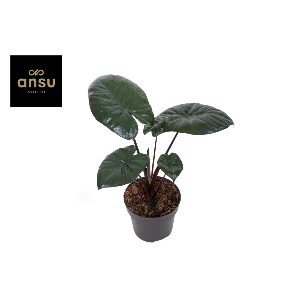 ALOCASIA Chocolate - Plante d'intérieur avec grandes feuilles vertes