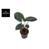 ALOCASIA Chocolate - Plante d'intérieur avec grandes feuilles vertes