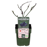 Rubus fruticosus 'Black Satin' sans épines Ø13 cm hauteur 45 cm