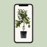 Plante citrus citron Ø22 cm hauteur 80 cm