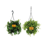 Duo de plantes suspendues - 2 pièces - design élégant en vert