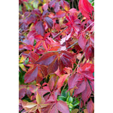 Parthénossus Henryana - Wilde Wingerd chinois - Ø15cm - ↕65cm