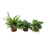 Mélange vert Chlorophytum, Hedera, Pilea - 3 pièces - Ø13cm - ↕35cm