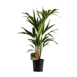 Howea Leinets - Ø19cm - ↕100cm