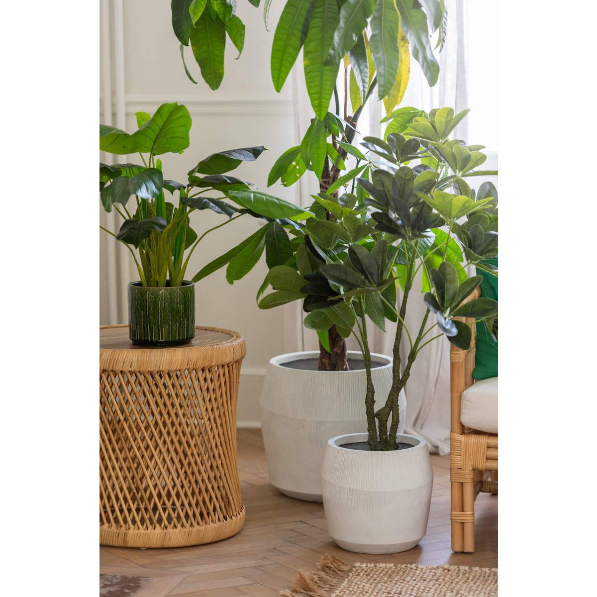 Vue latérale de la plante Pothos J-Line, montrant la texture du pot