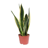 Plante artificielle Sansevieria Superba noire Ø14 cm