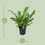 Begonia Nest - Ø117cm - ↕45cm