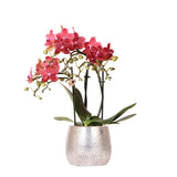 Orchidée phalaenopsis rouge en pot céramique argenté