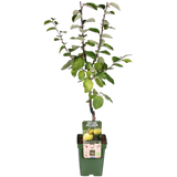 Cydonia oblonga 'Vranja' - Ø23cm - ↕120cm