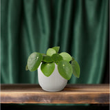 Pilea peperomioides - Panchoecenplant - Ø12cm - ↕20 cm