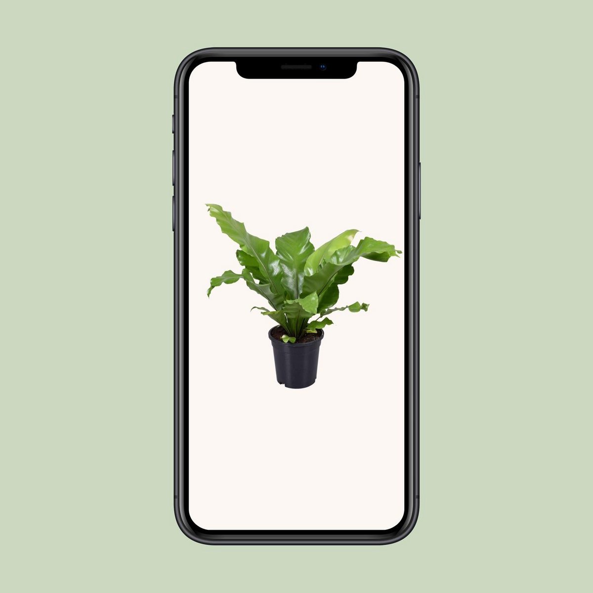 Détail des dimensions du Begonia Nest - Ø117cm