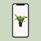 Détail des dimensions du Begonia Nest - Ø117cm