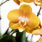 Lot de 3 orchidées oranges Las Vegas en panier en osier 12 cm