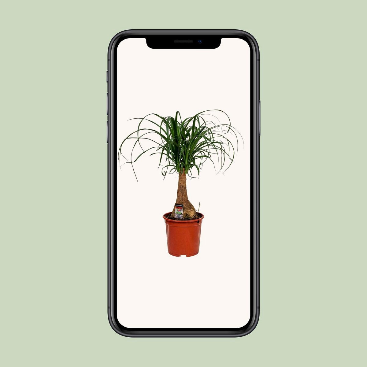 Vue aérienne de la Beaucarnea Nolina - Plante facile d'entretien