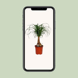 Vue aérienne de la Beaucarnea Nolina - Plante facile d'entretien