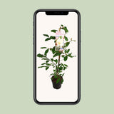 Magnolia Fairy Blush - Ø19 cm - 70 cm