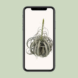 Tillandsia Xerographica - Ø35 cm - ↕50cm