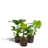 Lot de 3 plantes d'intérieur tropicales
