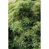 3x - Hortengea pétiolaris - ↨65 cm - Ø15