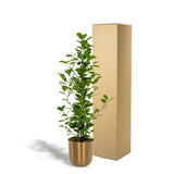 Ficus microcarpa monclame Ø21 cm 95 cm de haut